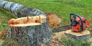 Best Leaf Removal  in College Park, GA