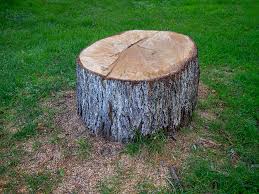 Best Tree Cabling and Bracing  in College Park, GA