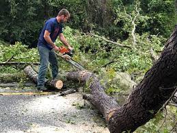 Best Firewood Processing and Delivery  in College Park, GA