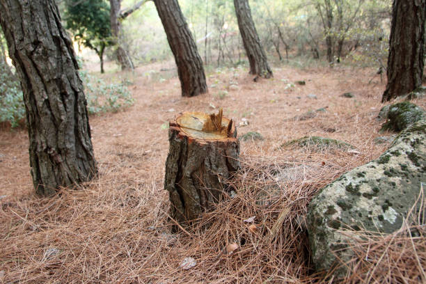 Best Commercial Tree Services  in College Park, GA