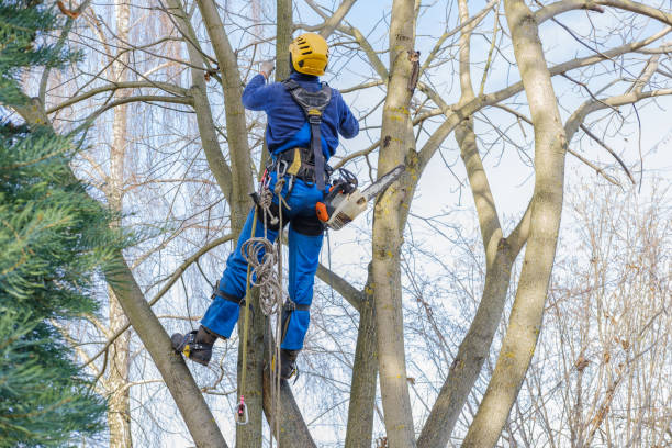 Best Stump Grinding and Removal  in College Park, GA