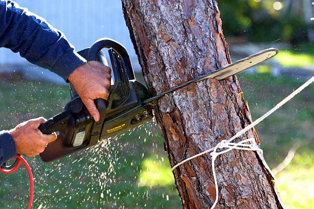 Best Lawn Watering Services  in College Park, GA