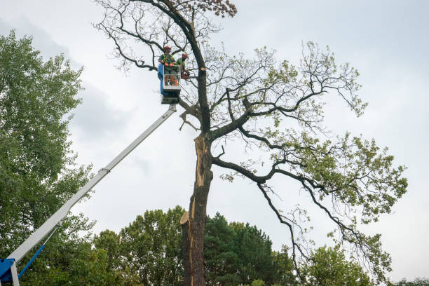 Best Hedge Trimming  in College Park, GA