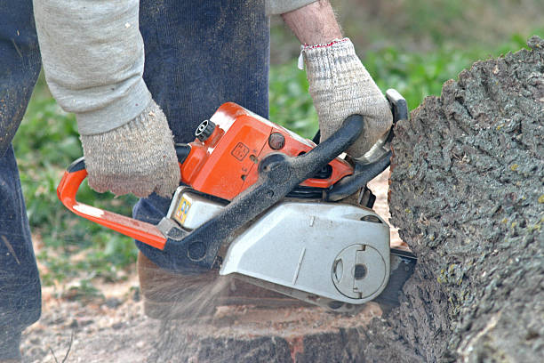 Best Seasonal Cleanup (Spring/Fall)  in College Park, GA