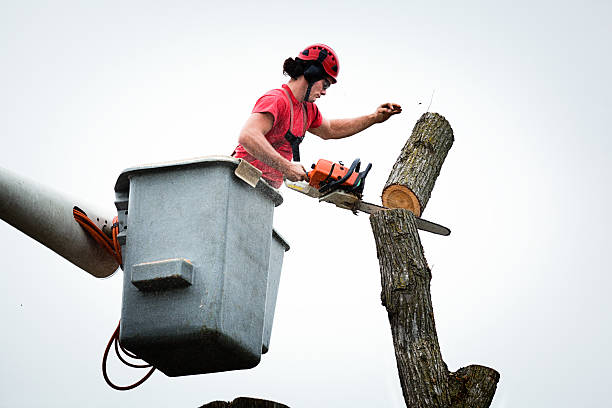  College Park, GA Tree Care Pros