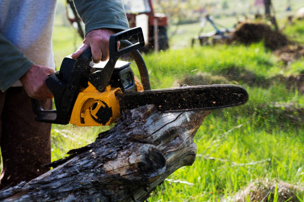 Best Tree Maintenance Programs  in College Park, GA